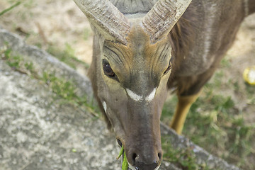 Image showing Tailand.Pattayya.Zoopark