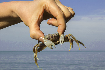 Image showing small crab.