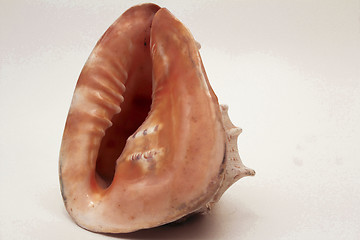 Image showing   sea shell