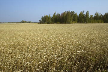 Image showing autumn sketches.