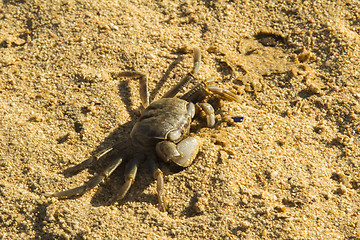 Image showing small crab.