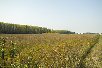 Image showing autumn sketches.