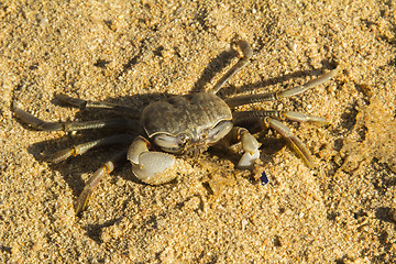 Image showing small crab.