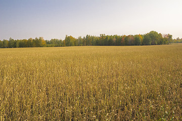 Image showing autumn sketches.