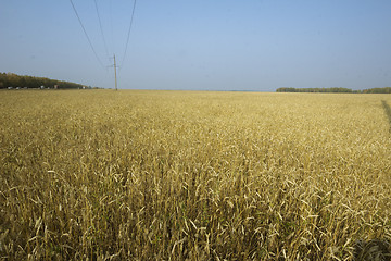 Image showing autumn sketches.