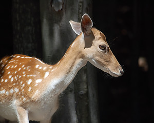 Image showing Deer