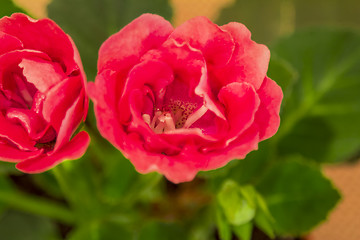 Image showing  flower rose
