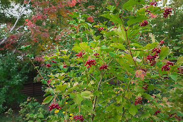 Image showing autumn sketches.