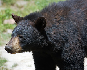 Image showing Black Bear