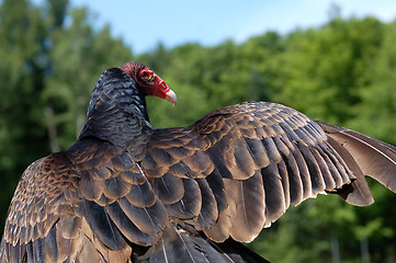 Image showing Turkey Vulture