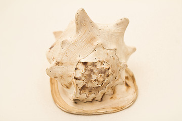 Image showing   sea shell