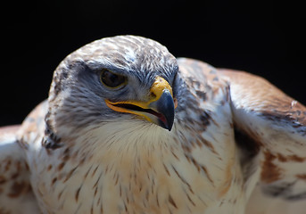 Image showing Hawk