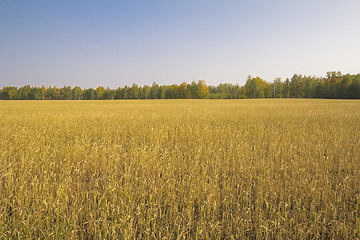 Image showing autumn sketches.