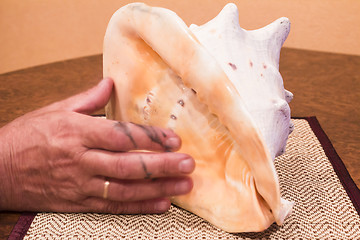 Image showing   sea shell