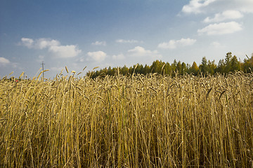 Image showing autumn sketches.