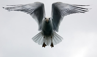 Image showing Seagul in flight