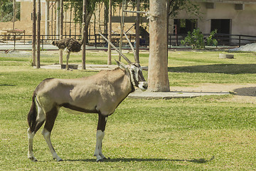 Image showing Tailand.Pattayya.Zoopark