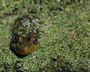 Image showing Frog in pond