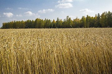 Image showing autumn sketches.