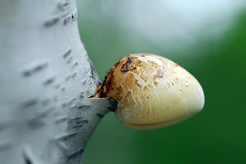 Image showing Mushroom on tree