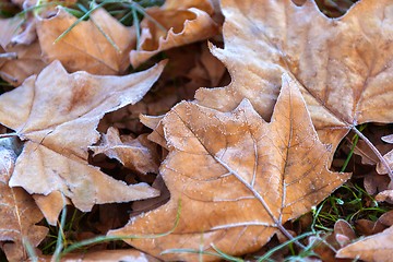 Image showing Fallen leaves