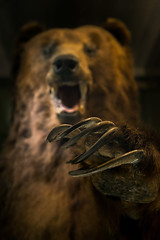 Image showing Dangerous bear ready to hunt