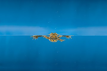 Image showing Swimming frog in water