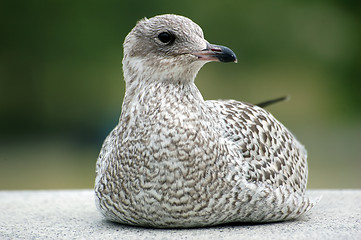 Image showing Seagull