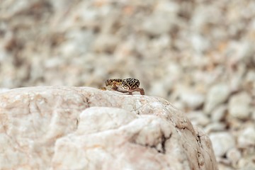 Image showing Gecko lizard on rocks 