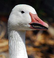 Image showing Goose