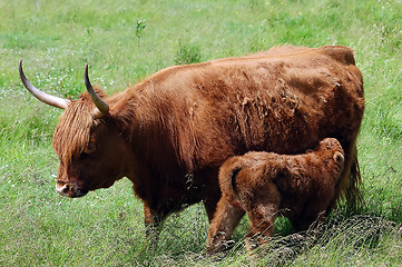 Image showing Young beef with it,s mother