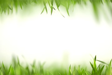 Image showing Green grass in artistic composition