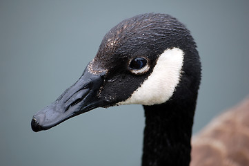 Image showing Canada Goose