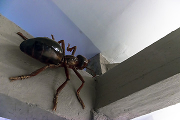 Image showing Close up of cockroach