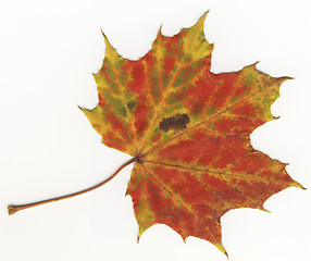 Image showing autumnal leaf