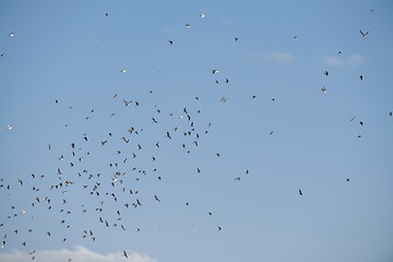 Image showing Flying birds in blue sky