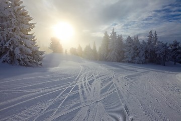 Image showing Winter forest