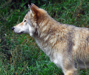 Image showing Wolf