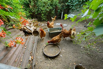 Image showing Chickens in the poultry yard eating 