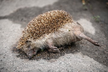 Image showing Dead porcupine on the road