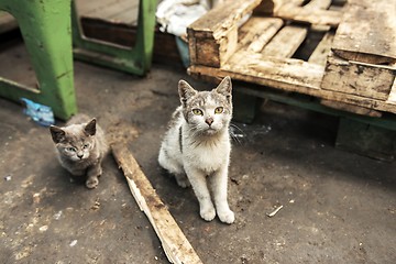 Image showing Dirty street cats sitting in factory