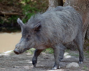 Image showing Wild Boar