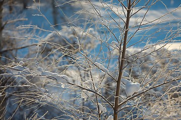 Image showing Winter tree