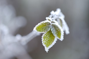 Image showing Frozen leaves