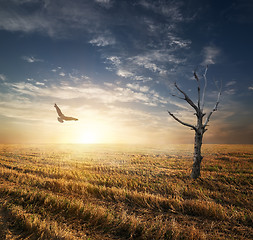 Image showing Dry tree in autumnn field