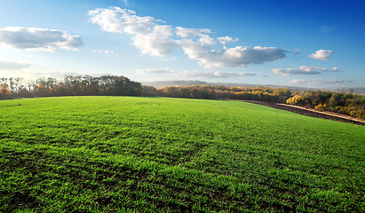 Image showing Field of winter crops