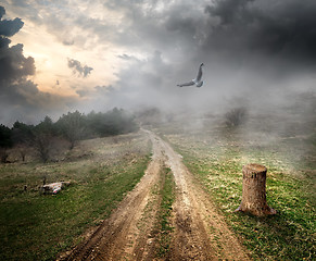 Image showing Bird over country road