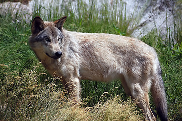 Image showing Wolf