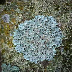 Image showing Green moss isolated 