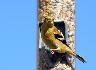 Image showing American Goldfinch